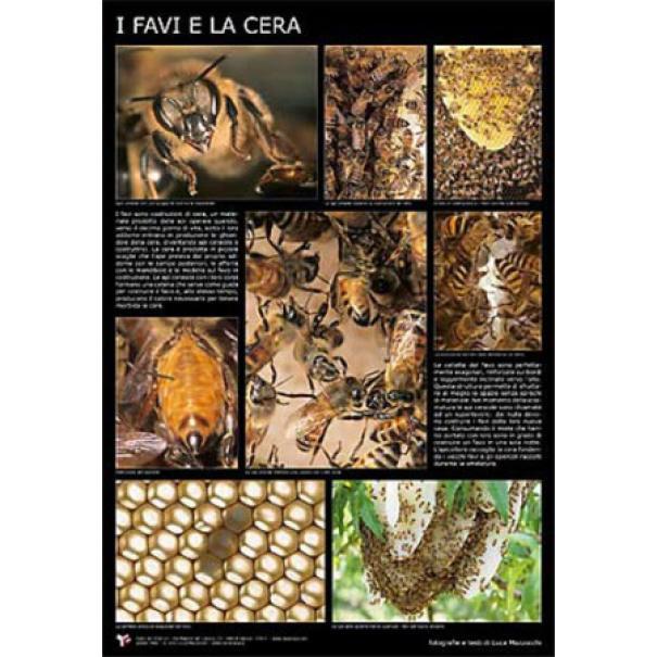 apicoltura.com poster fotografico 